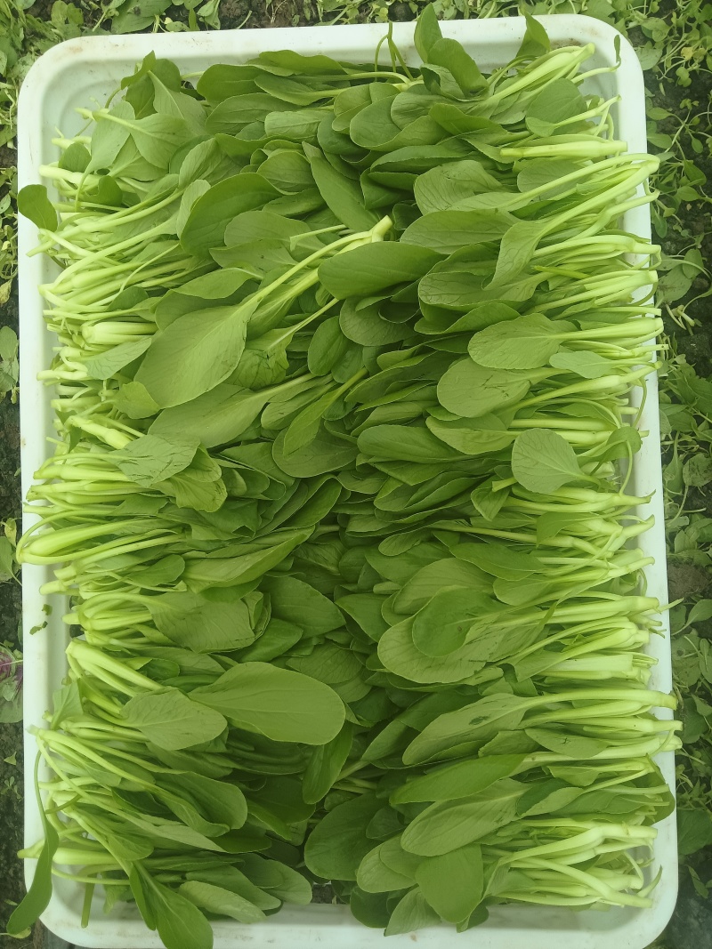 鸡毛菜毛毛菜长期大量供应