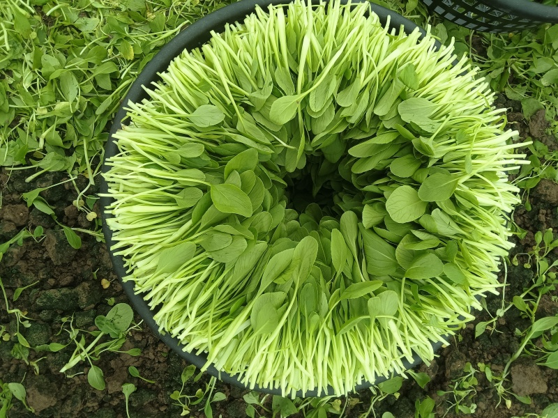 鸡毛菜毛毛菜长期大量供应
