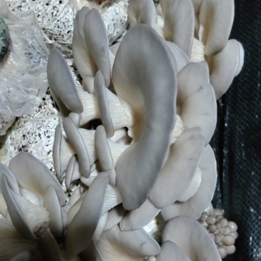 【疆内蘑菇平菇】新鲜蘑菇，当天采摘，销售，疆内供应
