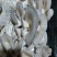 【疆内蘑菇平菇】新鲜蘑菇，当天采摘，销售，疆内供应