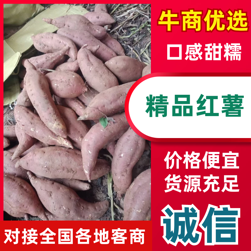商暑19，精品商暑，现挖现发欢迎咨询采购！