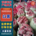 商暑19，精品商暑，现挖现发欢迎咨询采购！
