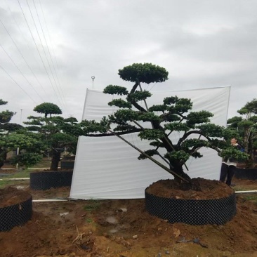 造型罗汉松造型松盆景基地直供量大从优价格实惠联