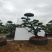 造型罗汉松造型松盆景基地直供量大从优价格实惠联