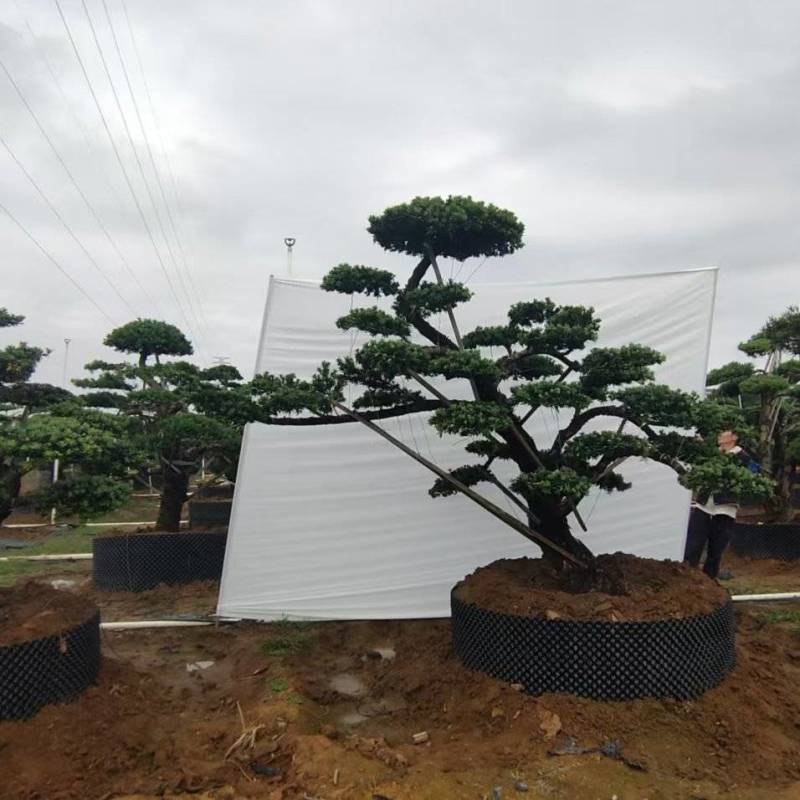 造型罗汉松造型松盆景基地直供量大从优价格实惠联
