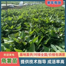 河南南阳纯种商薯19红薯苗，欢迎大家咨询采购！