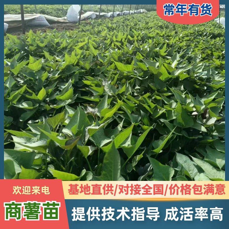 河南南阳纯种商薯19红薯苗，欢迎大家咨询采购！