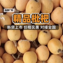 四川枇杷大五星枇杷大量上市大量供应新鲜采摘对接全国客商