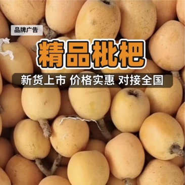 四川枇杷大五星枇杷大量上市大量供应新鲜采摘对接全国客商