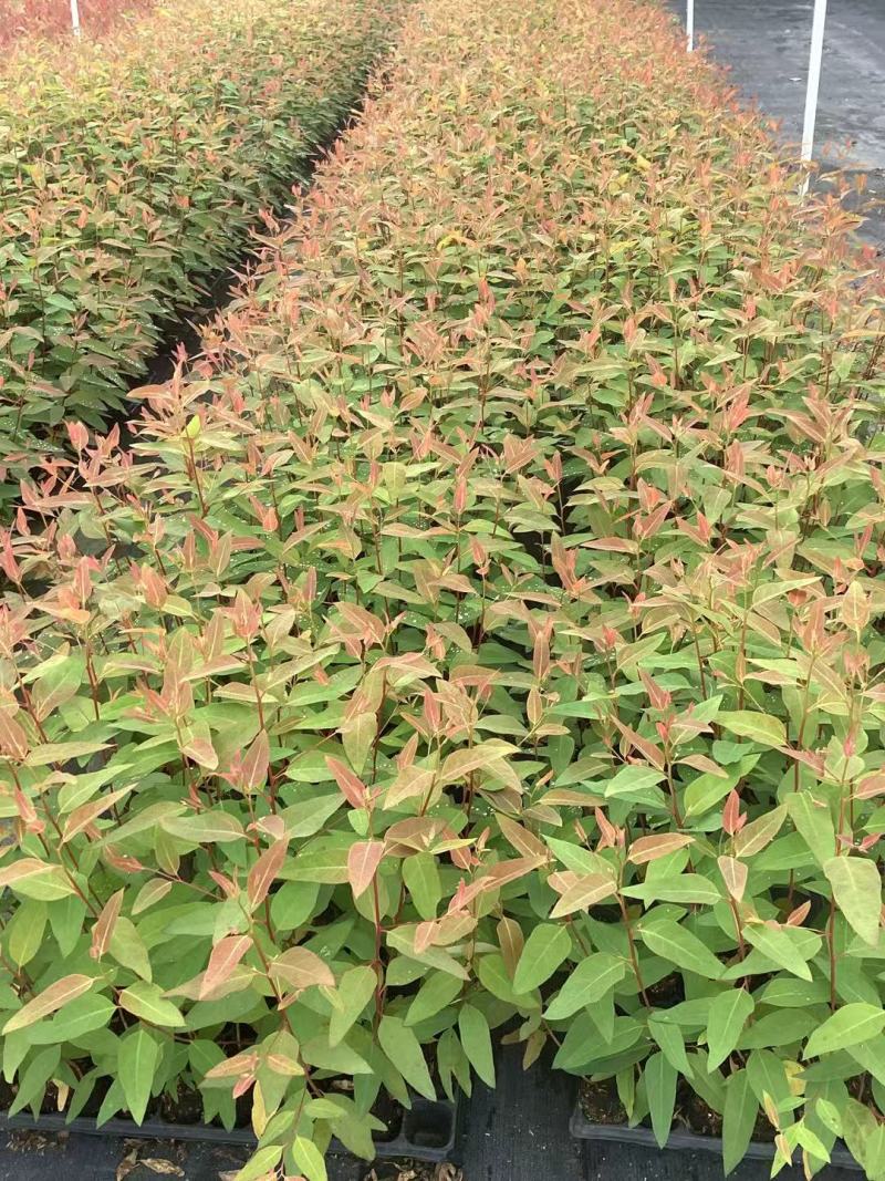 【优选】广29桉树苗速生丰产组培良种成活率高适合荒山造林