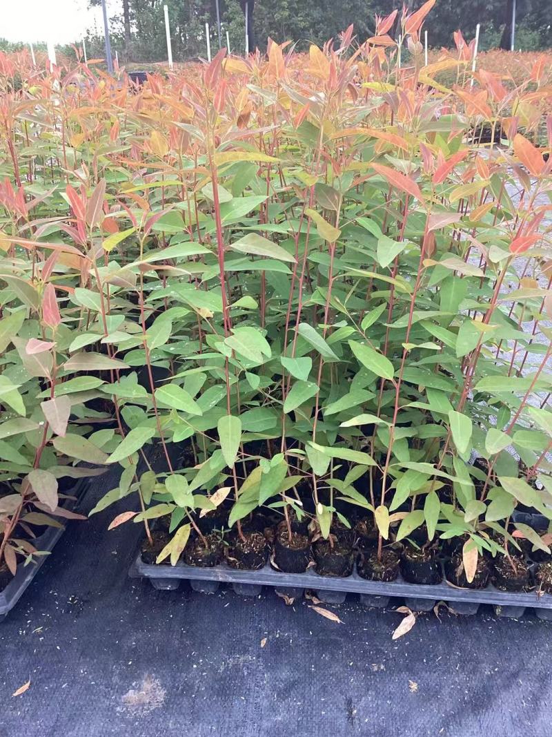 【优选】广29桉树苗速生丰产组培良种成活率高适合荒山造林