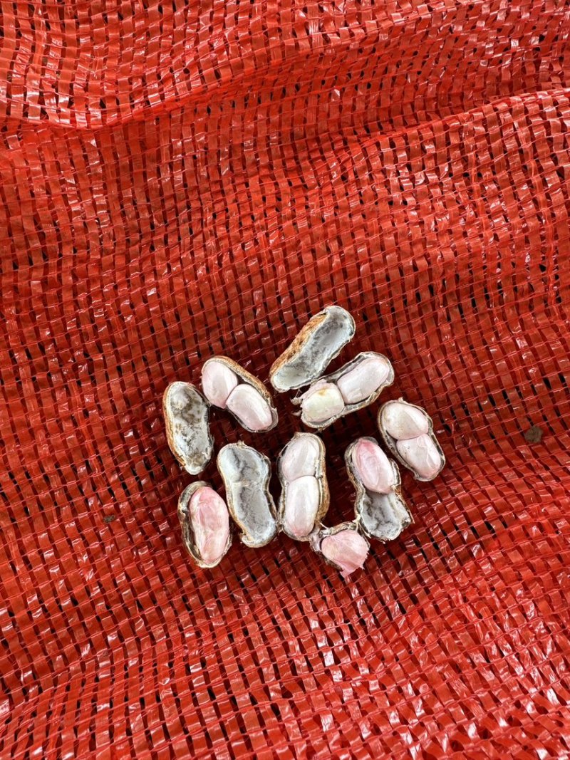 精品鲜花生，对接市场，电商，工厂，量大从优