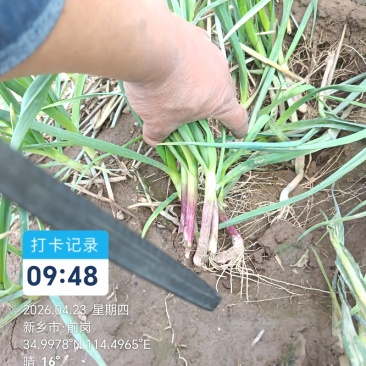 一点红大量上市