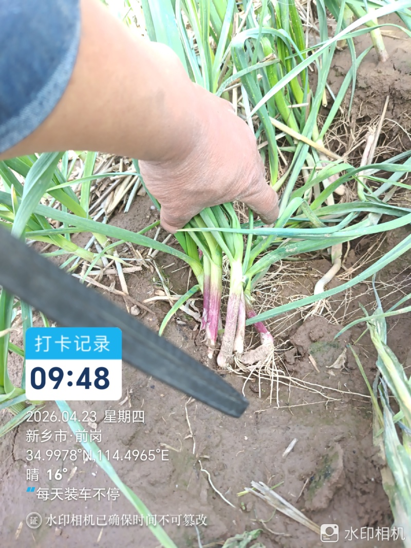 一点红大量上市