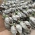【坏苗包赔】精品桉树苗广9按树苗免费提供种植技术欢迎下单
