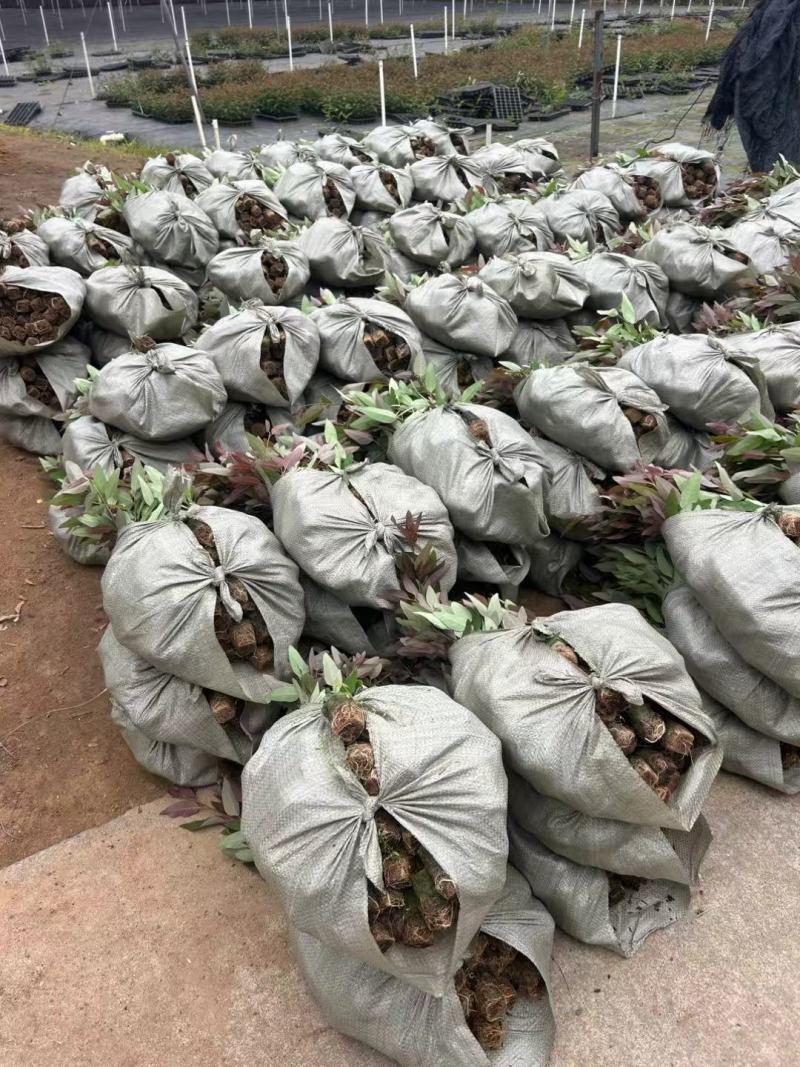 【坏苗包赔】精品桉树苗广9按树苗免费提供种植技术欢迎下单