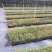 【坏苗包赔】精品桉树苗广9按树苗免费提供种植技术欢迎下单