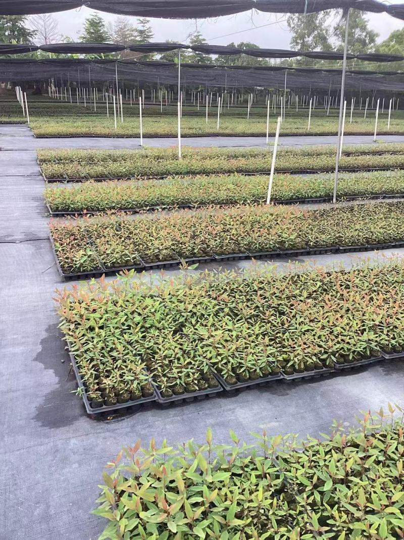 【坏苗包赔】精品桉树苗广9按树苗免费提供种植技术欢迎下单