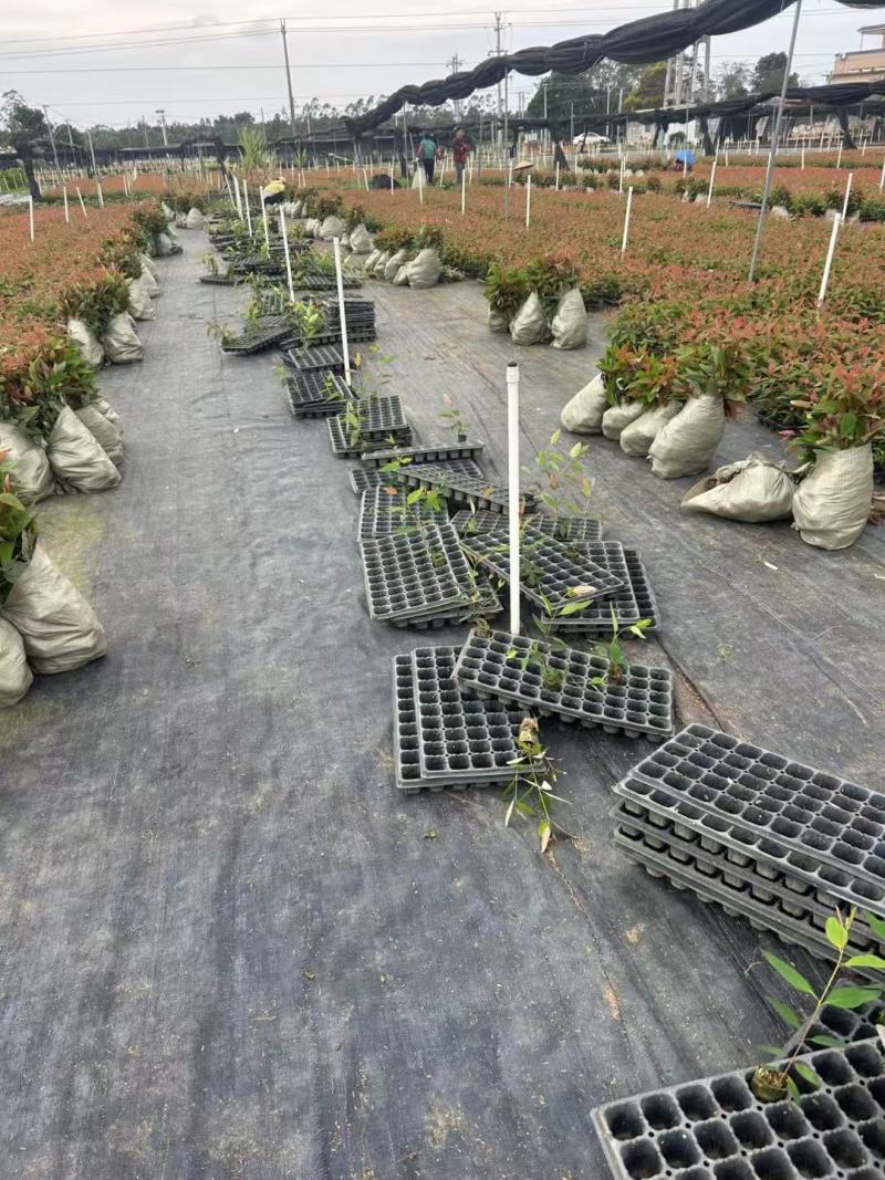 【坏苗包赔】精品桉树苗广9按树苗免费提供种植技术欢迎下单
