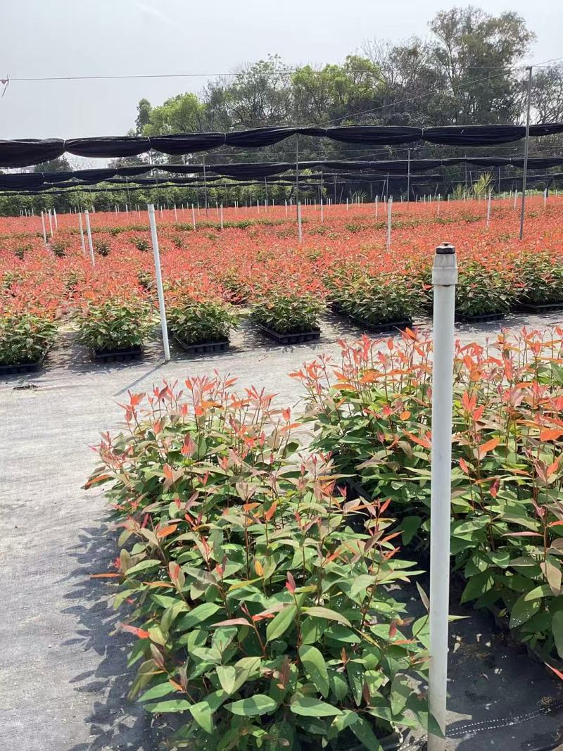 【坏苗包赔】精品桉树苗广9按树苗免费提供种植技术欢迎下单