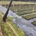【坏苗包赔】精品桉树苗广9按树苗免费提供种植技术欢迎下单