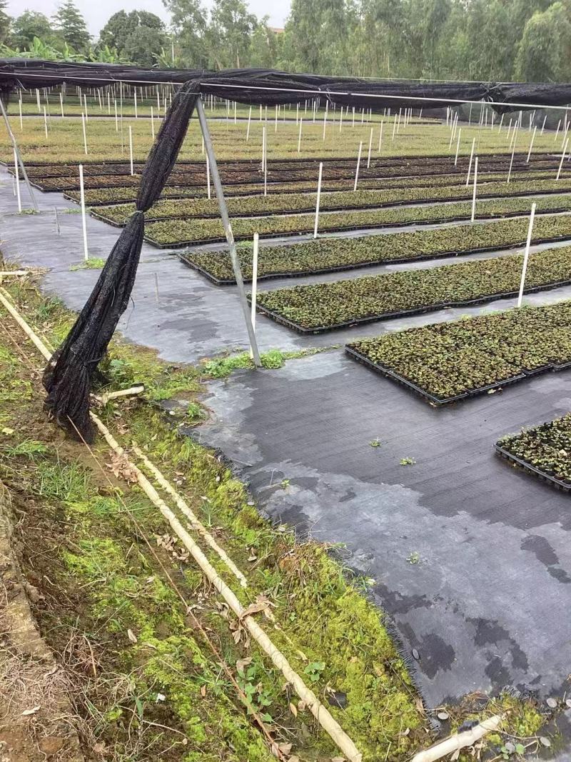 【坏苗包赔】精品桉树苗广9按树苗免费提供种植技术欢迎下单