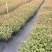 【坏苗包赔】精品桉树苗广9按树苗免费提供种植技术欢迎下单