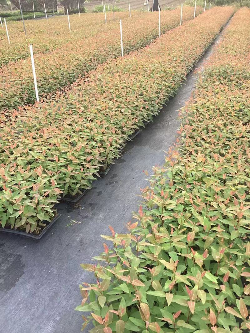 【坏苗包赔】精品桉树苗广9按树苗免费提供种植技术欢迎下单