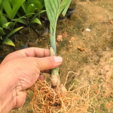正宗海南二十六年矮节槟榔苗