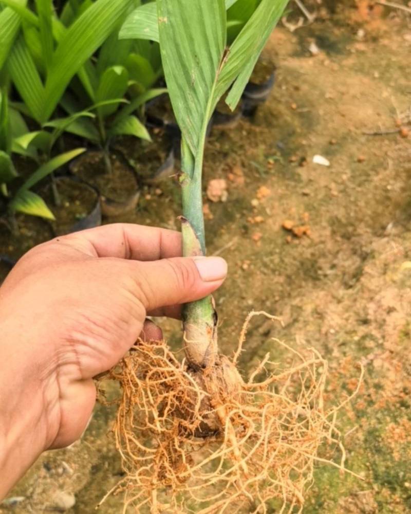 正宗海南二十六年矮节槟榔苗