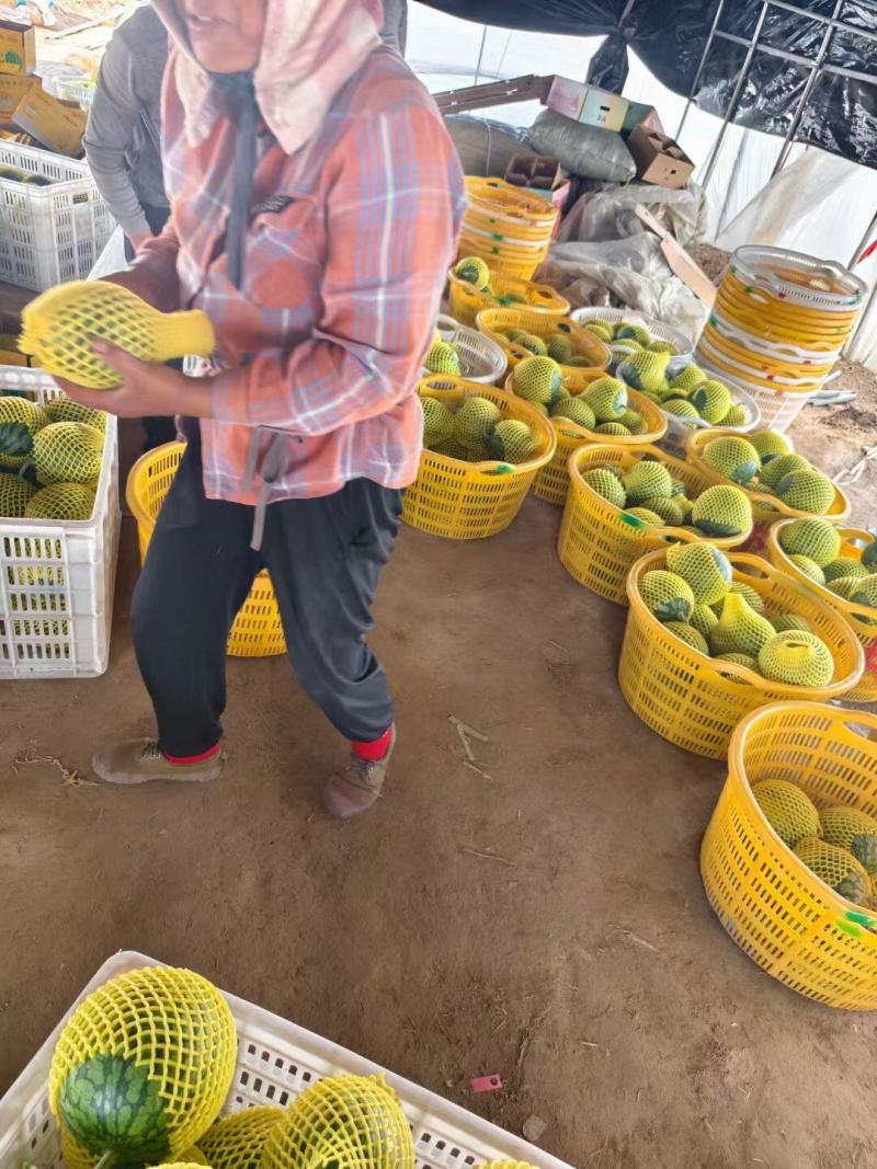 【热卖】特小凤西瓜大量上市中对接电商平台商超市场
