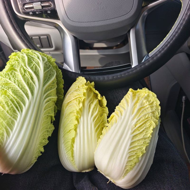 鹿邑精品发小娃娃菜，成品娃娃菜