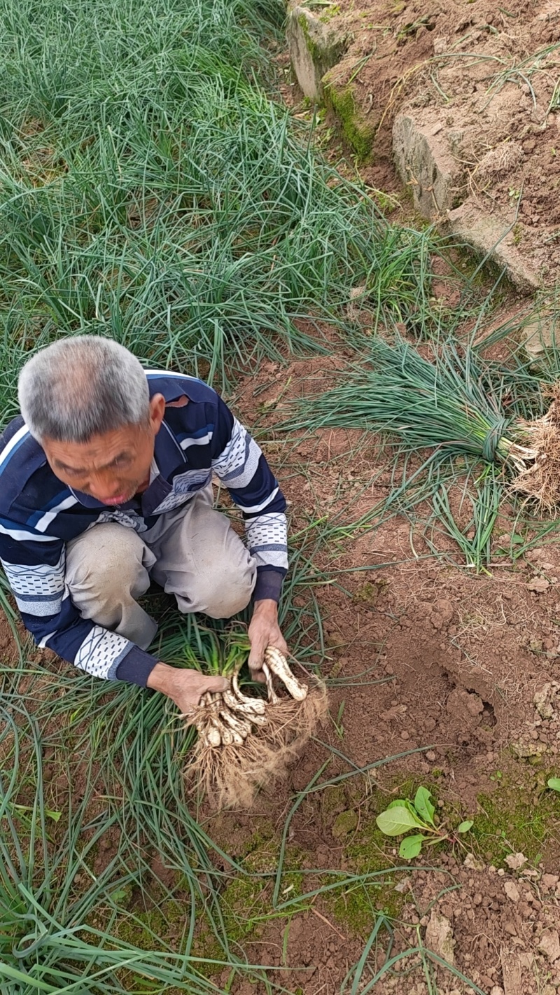 藠头大量上市，批发