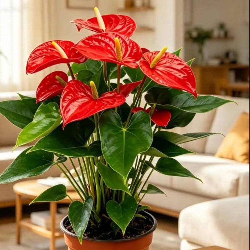 红掌盆栽花卉植物水培室内一帆风顺鸿运好养当头绿植客厅开花