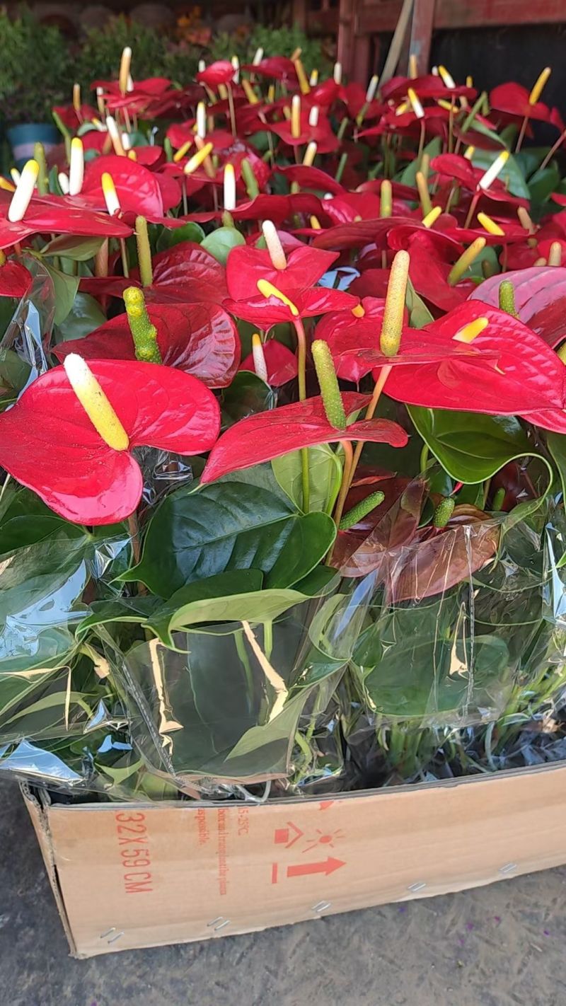 红掌盆栽花卉植物水培室内一帆风顺鸿运好养当头绿植客厅开花