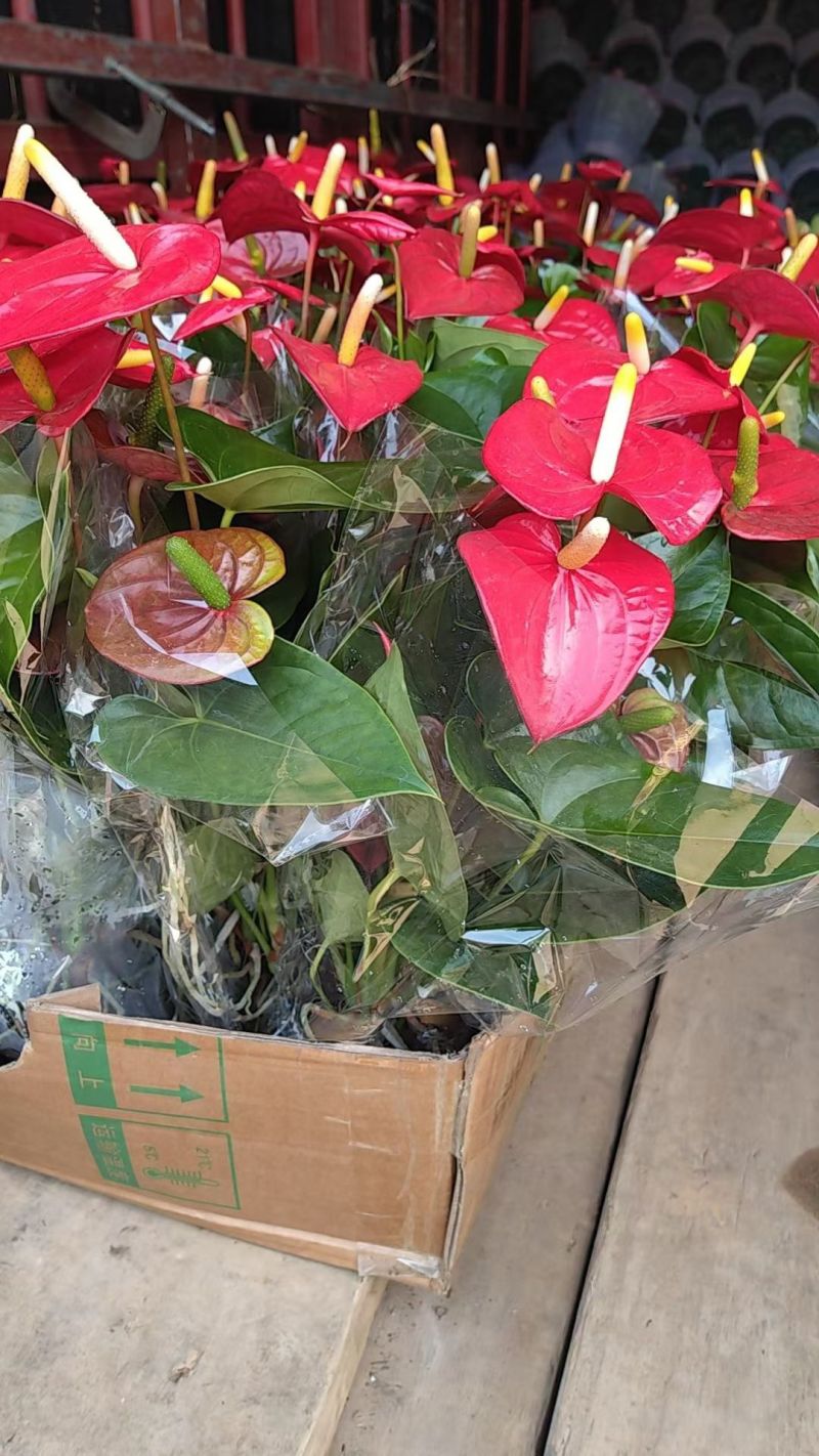 红掌盆栽花卉植物水培室内一帆风顺鸿运好养当头绿植客厅开花