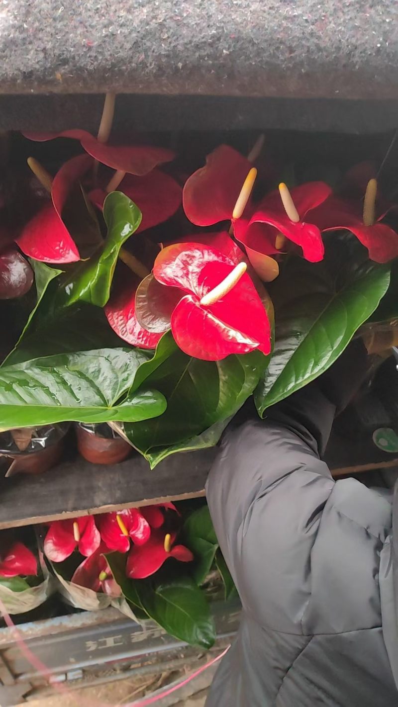 红掌盆栽花卉植物水培室内一帆风顺鸿运好养当头绿植客厅开花