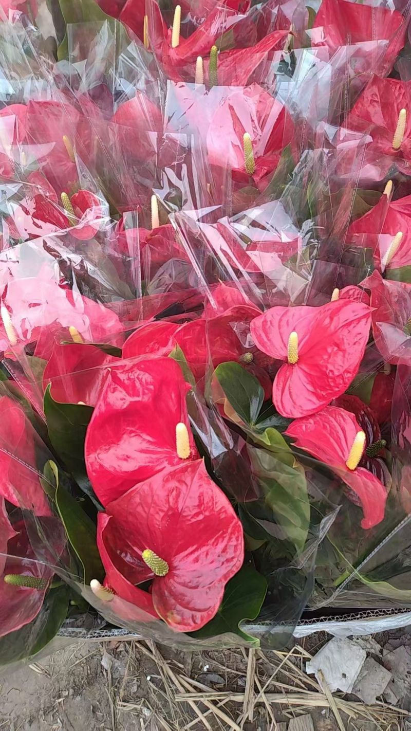 红掌盆栽花卉植物水培室内一帆风顺鸿运好养当头绿植客厅开花