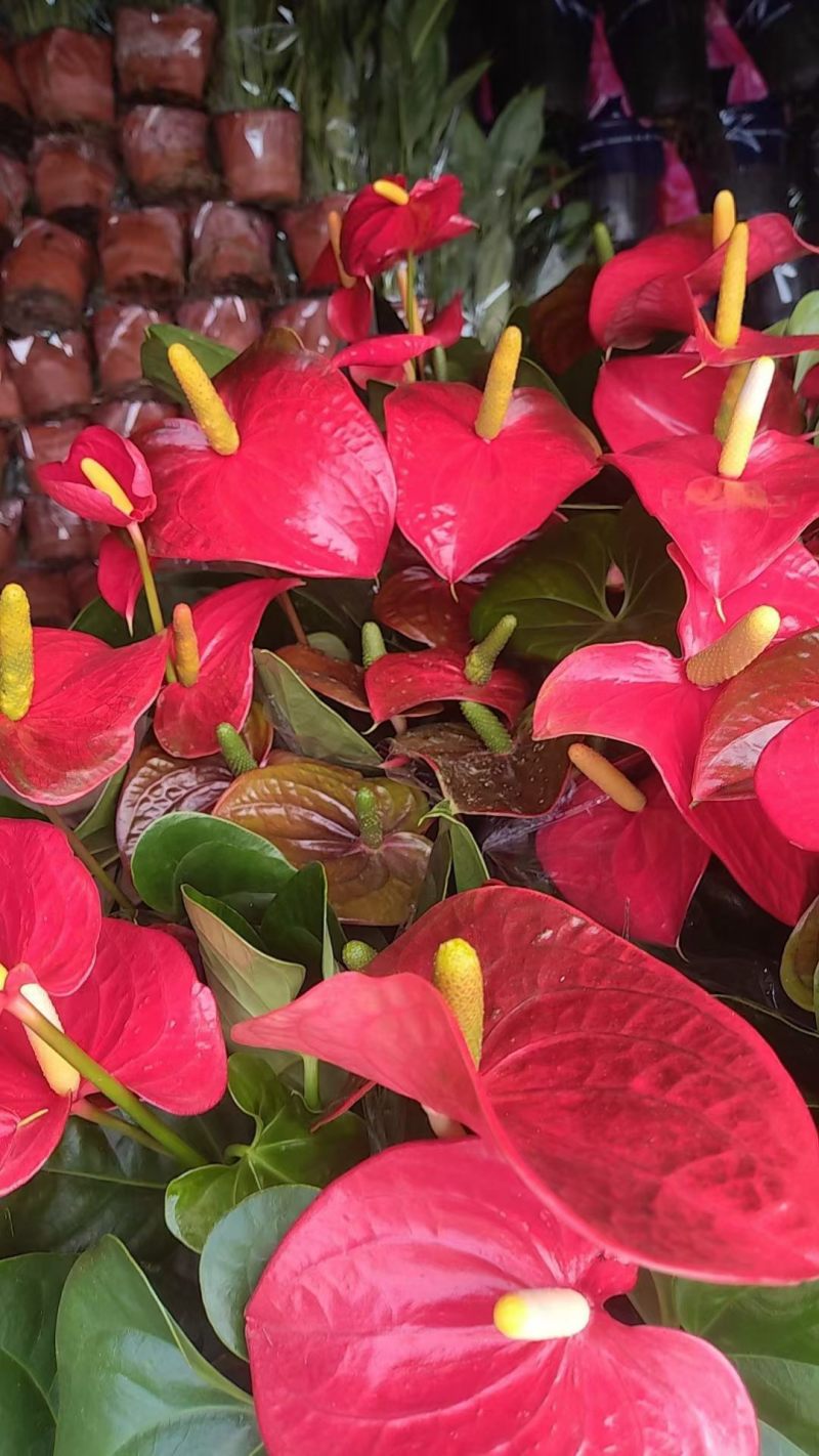 红掌盆栽花卉植物水培室内一帆风顺鸿运好养当头绿植客厅开花