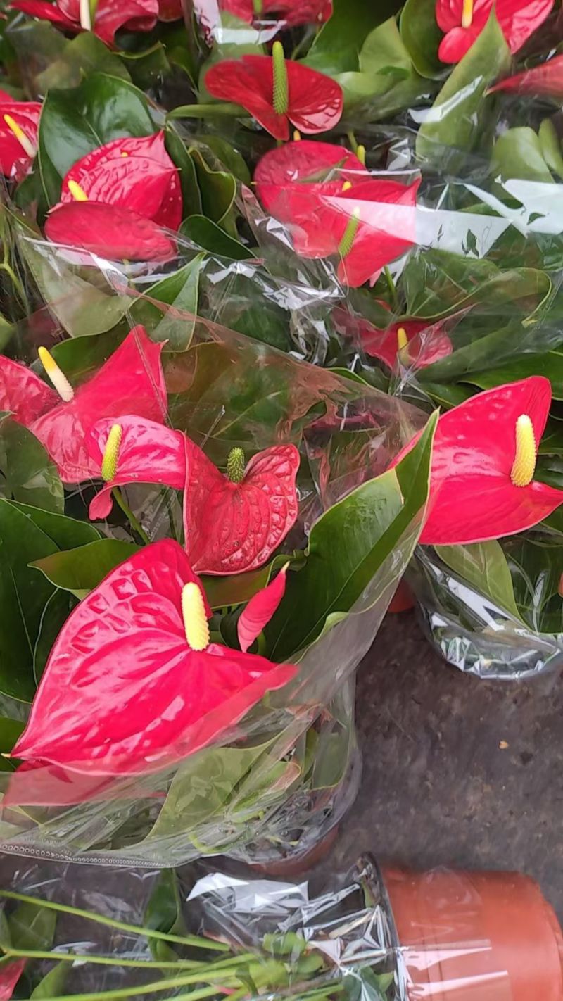红掌盆栽花卉植物水培室内一帆风顺鸿运好养当头绿植客厅开花
