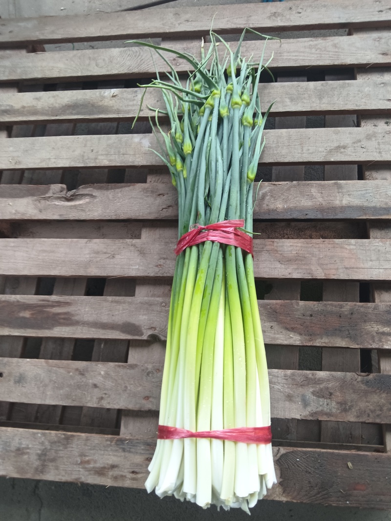 湖北精品洋蒜苔，大量上市，品质保证，价格优惠可发全国市场