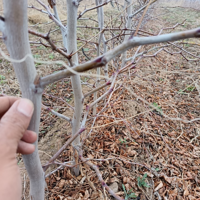 陕西渭南大荔县一代二代大荔冬枣苗营养杯冬枣苗可批发