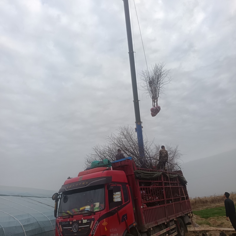 陕西渭南大荔县一代二代大荔冬枣苗营养杯冬枣苗可批发
