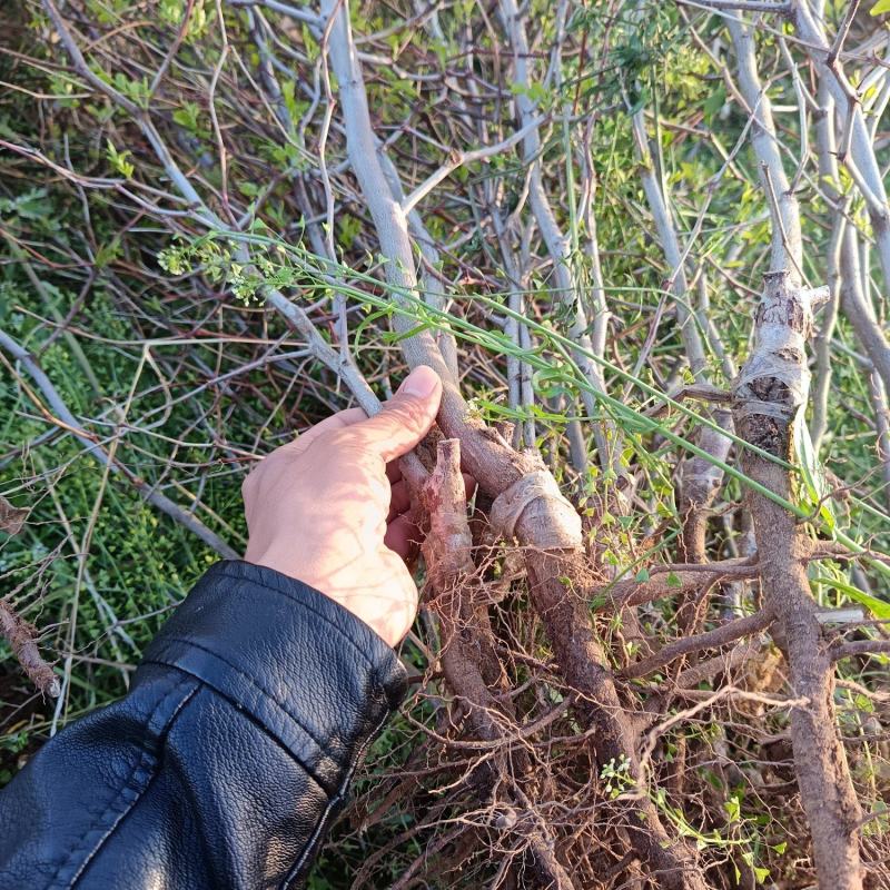 陕西渭南大荔县一代二代大荔冬枣苗营养杯冬枣苗可批发