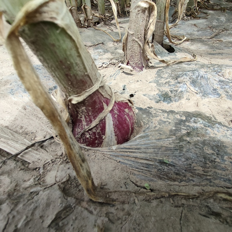 鲜蒜，大青稞
