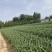 鲜蒜，大青稞