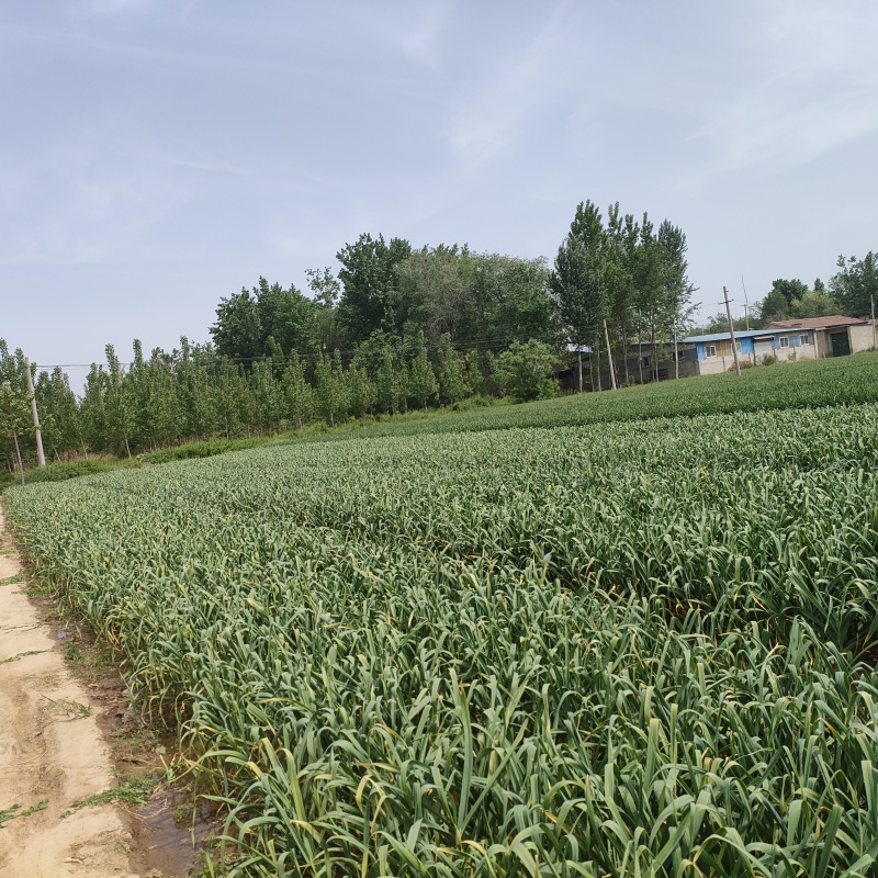 鲜蒜，大青稞