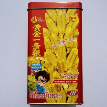 黄金一条鞭黄杆黄朔中早熟杂交白芝麻种子朔果中大出油率高产