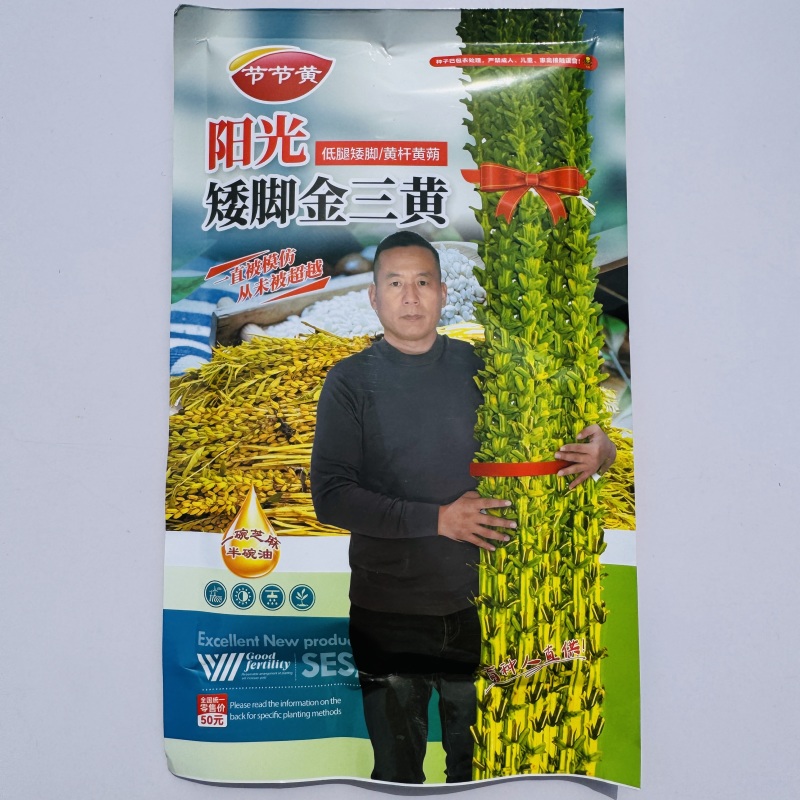 黄金一条鞭黄杆黄朔中早熟杂交白芝麻种子朔果中大出油率高产