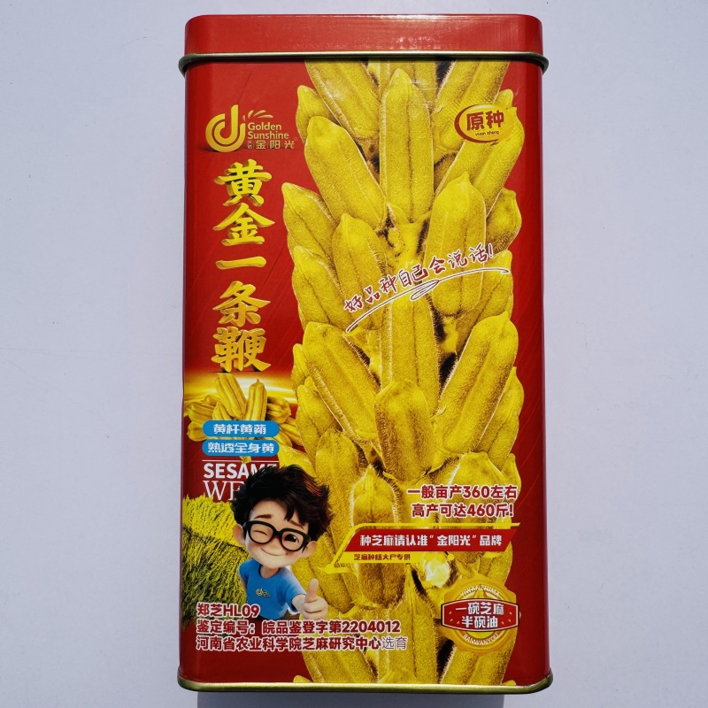 黄金一条鞭黄杆黄朔中早熟杂交白芝麻种子朔果中大出油率高产